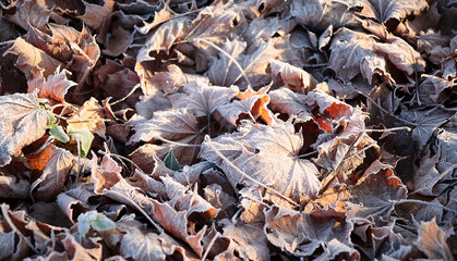 autumn picture of fallen leaves on a path across the wood.
