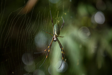 spider on the web
