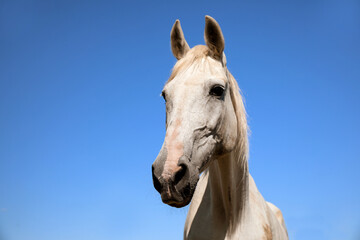 Obraz na płótnie Canvas Grey horse outdoors on sunny day, closeup. Beautiful pet