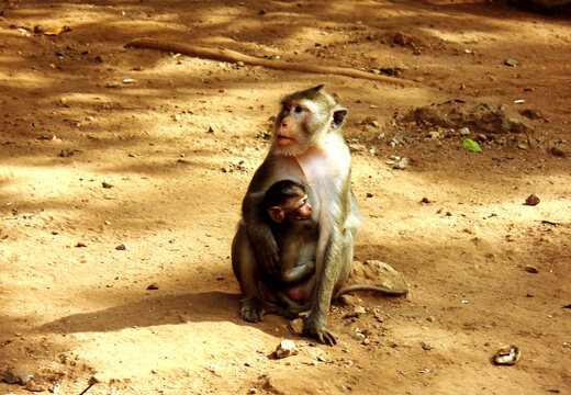 Monkey in a monkey temple Suratthani Thailand. A monkey sits on the ground with his cub. Wild animals