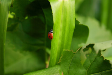 Ladybird on the grass, blurred green background. Insects. Red ladybug sits on a plant