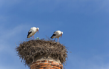 Storks On The Chimney, Portimao, Algarve, Portugal