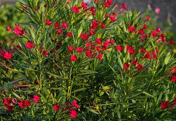 Nice oleanders in the garden in summer