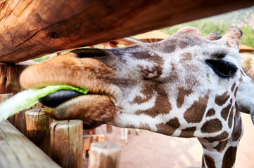 giraffe in zoo