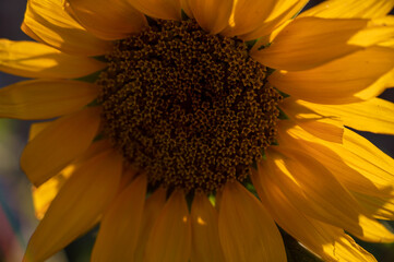 sunflower close up