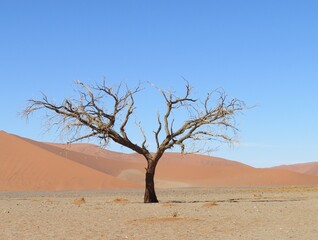 Fototapeta na wymiar Camel Thorn tree surrounded by dunes and desert at Sossuvlei Namibia.