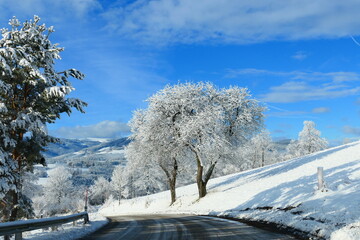 Baum im Raureif