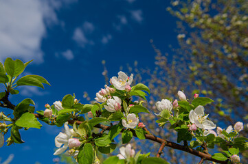 branches with blooming flowers of the apple tree against the blue sky.