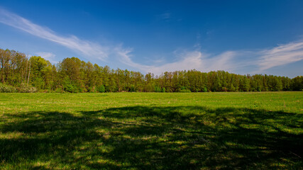 Shadow in the meadow and forest on a sunny day. © APHOTOSTUDIO