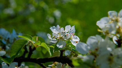 Blooming flowers on a pear tree branch.