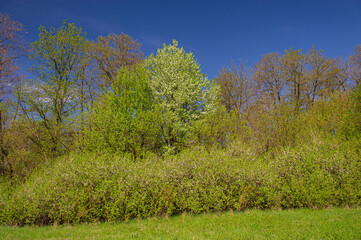 meadow and deciduous forest are overgrown with flowering blackthorn bush.