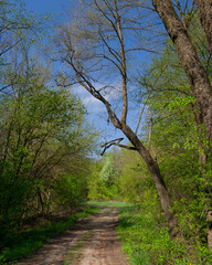 Dirt road in a deciduous forest on a sunny day.