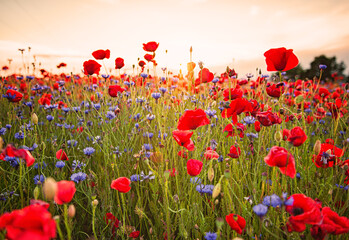 Fototapeta na wymiar Nice colorful poppy field in spring