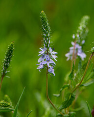 flowering plant veronica in the meadow.