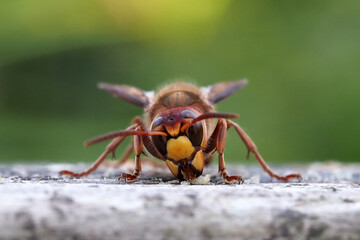 hornisse aus der froschperspektive, frontal, vespa crabro
