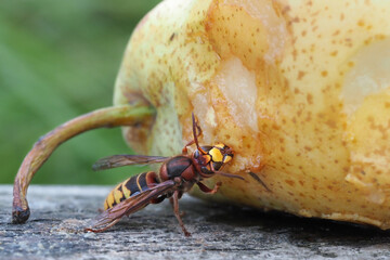 hornisse frisst an einer birne, vespa crabro