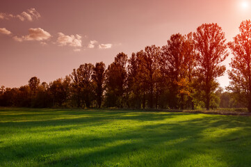 August meadow in the evening in the countryside.