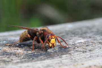 hornisse sitzt auf einem holzbrett und frisst, vespa crabro