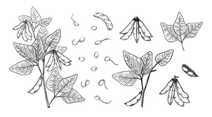 Hand drawn soybean sketch sprout plant. Vector hand drawn illustration. Black outline. Illustration icon. Design element. Isolated vector illustrations. Vector graphic element. Nature illustration.
