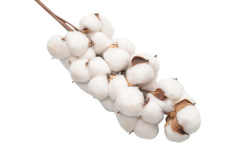 Cotton flower branch isolated on white background.