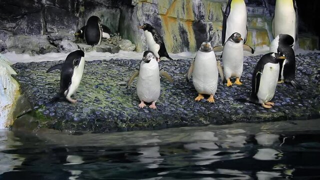 Gentoo Penguins Shaking and Flapping Their Wings Beside Water