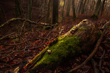 Przewalony pień porośnięty mchem i grzybami pośród gałęzi na tle lasu o zachodzie słońca
