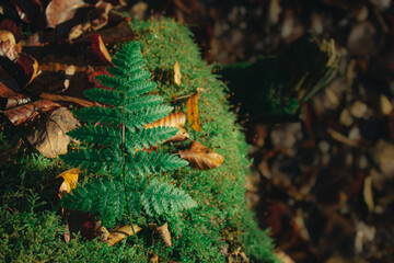 Zielona paproć na tle mchu i jesiennych liści