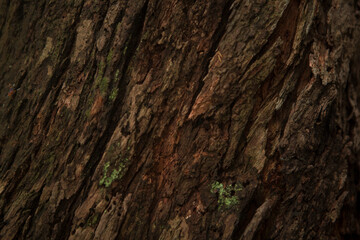tree texture