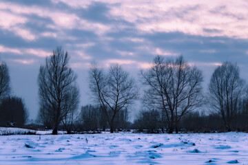 Ośnieżone pole na tle drzew o zachodzie słońca w pochmurny zimowy dzień