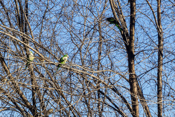 Group of Monk parakeet (Myiopsitta monachus) perched on the branches of a tree 