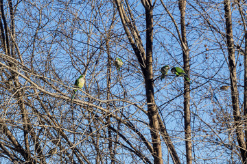 Fototapeta na wymiar Group of Monk parakeet (Myiopsitta monachus) perched on the branches of a tree 