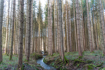 Obraz premium A hike through the forest in the Westerwald in winter