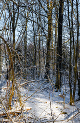 A snow covered forest glade a crispy cold winter day. Picture from Eslov, southern Sweden