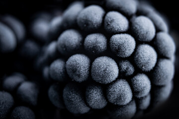 macro frozen berry blackberry background