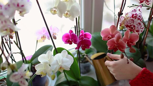 Watering orchids phalaenopsis with golden metal watering can. Woman taking care of home plants and flowers on window sill. Home hobbies