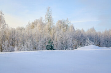 Beautiful winter landscape, pine tree in the foreground