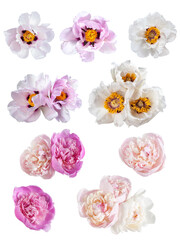 Obraz na płótnie Canvas Set of different peonies isolated