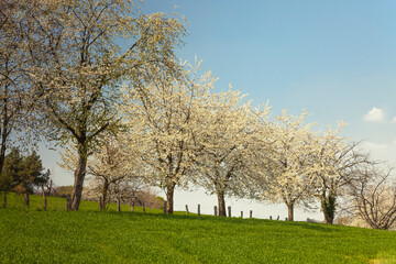 Obraz premium Blossoming cherry trees in Hagen, Osnabrueck country, Germany