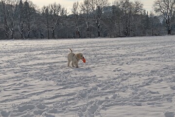 Fünf Monate alter Goldendoodle apportiert Frisbee im Schnee
