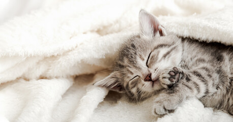 Cute tabby kitten sleep on white soft blanket. Cats rest napping on bed. Comfortable pets sleep at...