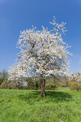 Naklejka premium Apple tree in spring, Holperdorp, Germany