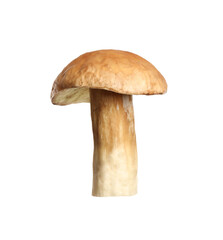 Fresh slippery jack mushroom isolated on white