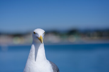seagull on a pier
