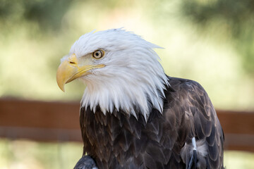 portrait of a eagle