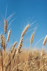 golden harvest on the field. ripe yellow wheat and blue sky above it.