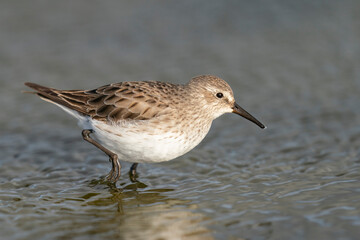 The white-rumped sandpiper (Calidris fuscicollis)