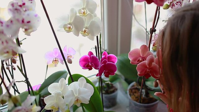 Colorful orchids phalaenopsis. Woman taking care of home plants. Gardener smelling and touching flowers growing on window sill. Home hobbies