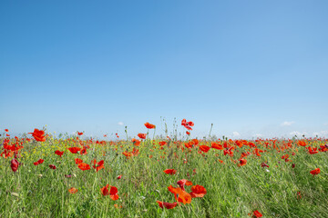 Green spring field with red poppies and blue sky above it.