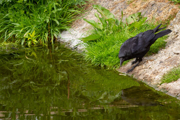 A raven washing a chicken bone