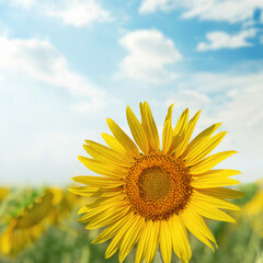 Fototapeta premium sunflower closeup on field with blue sky and clouds on background